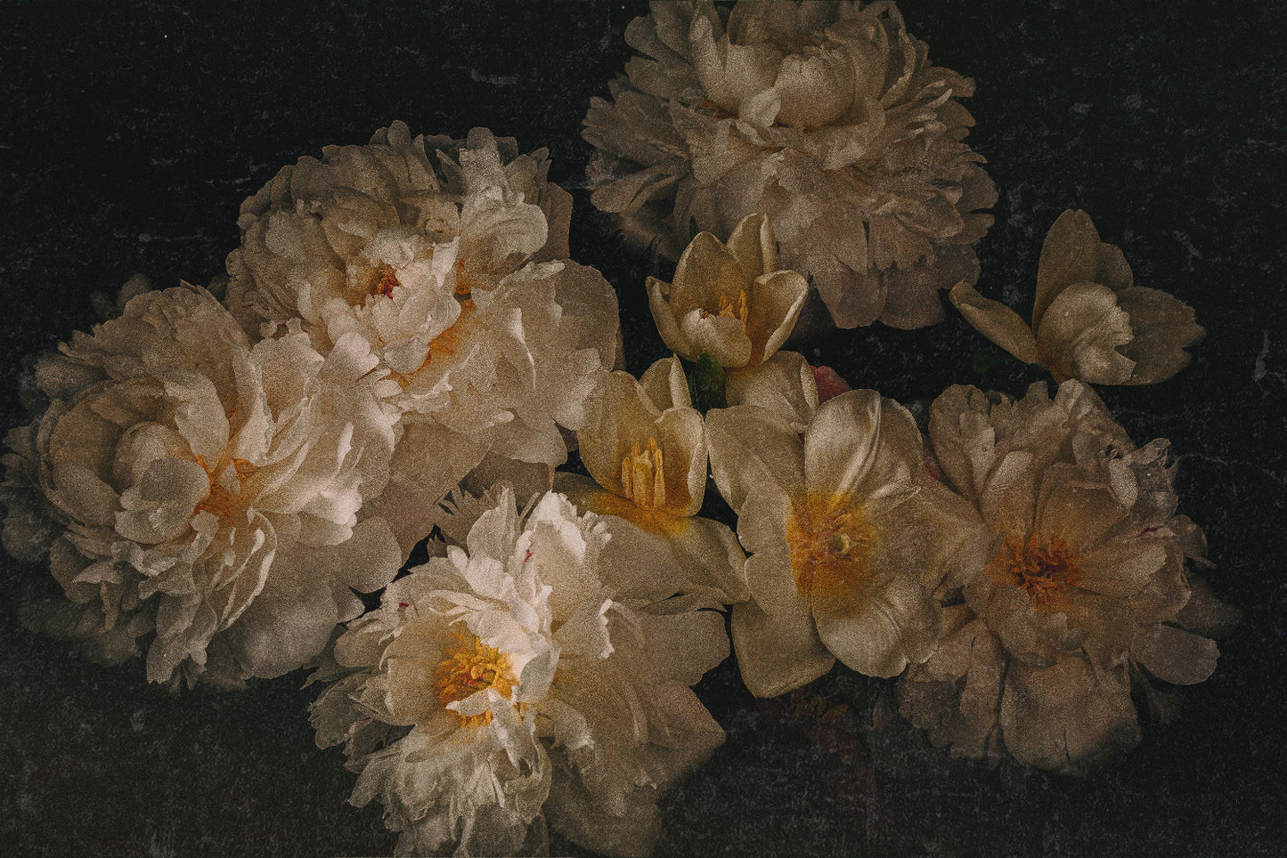 peonies & tulips