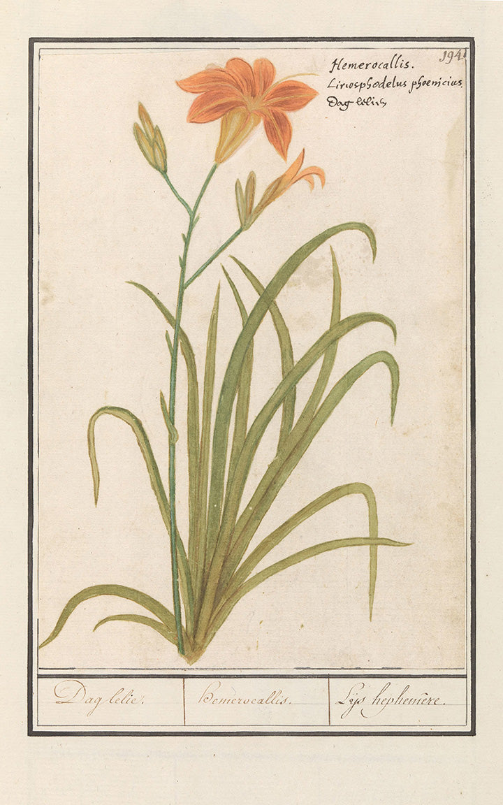 daily botanical