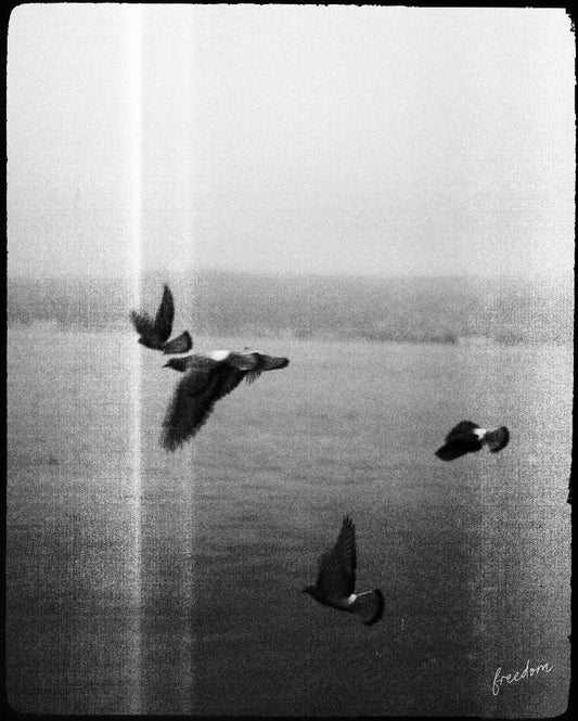 Freedom