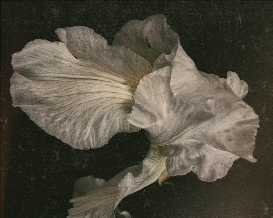 Iris