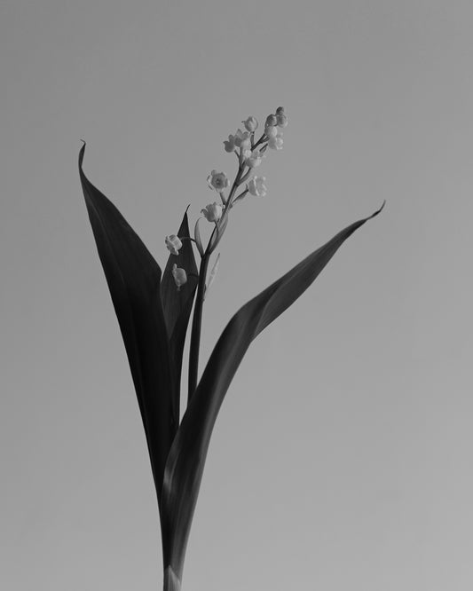 Lily of the Valley 8x10