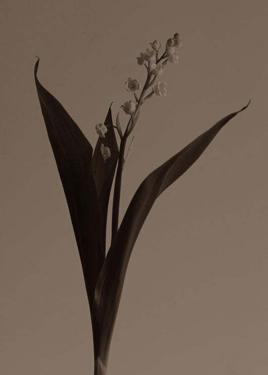 Lily of the Valley sepia