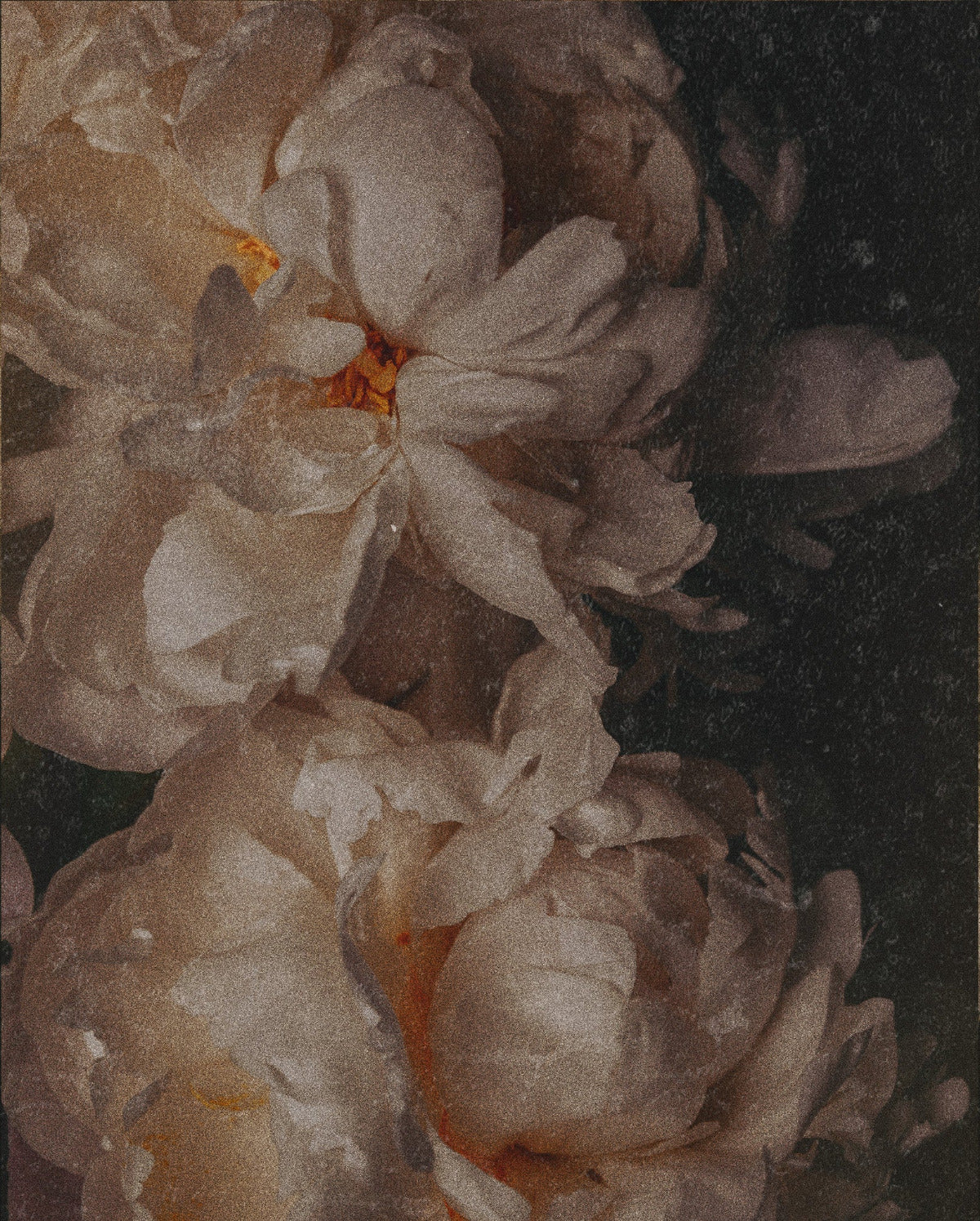 Peonies