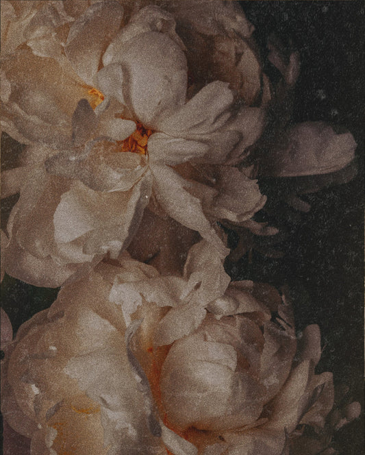 Peonies