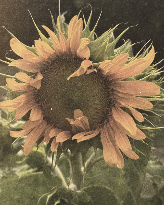 Sun Flower
