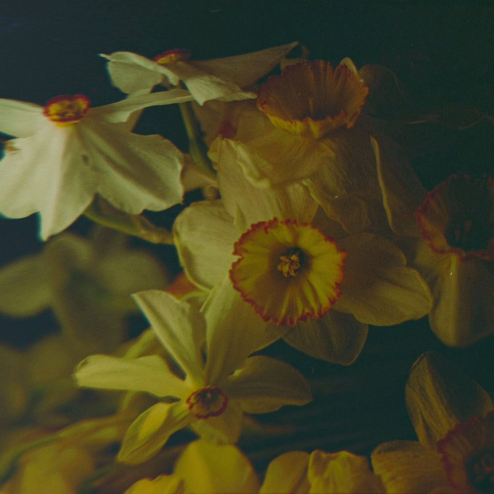 Daffodils