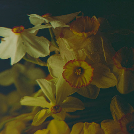 Daffodils
