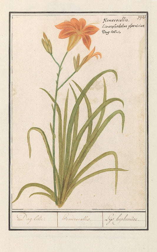 daily botanical