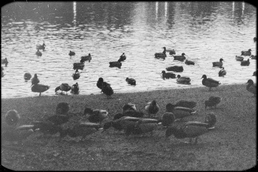 Ducks out of a row