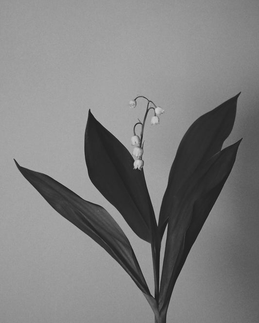 Lilly of the Valley