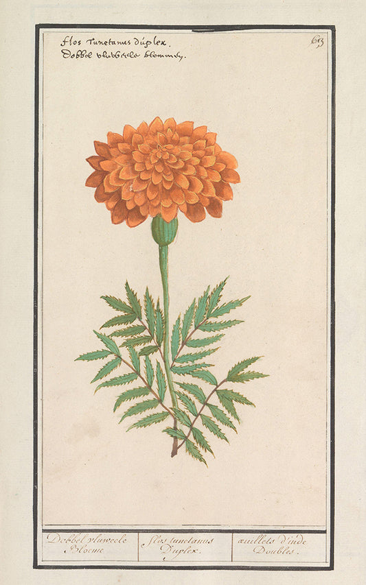 marigold botanical