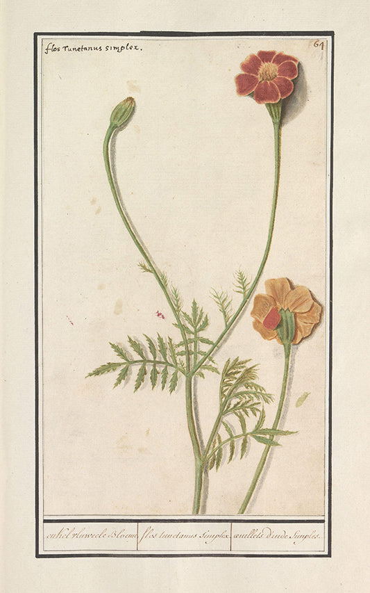 marigold botanical II
