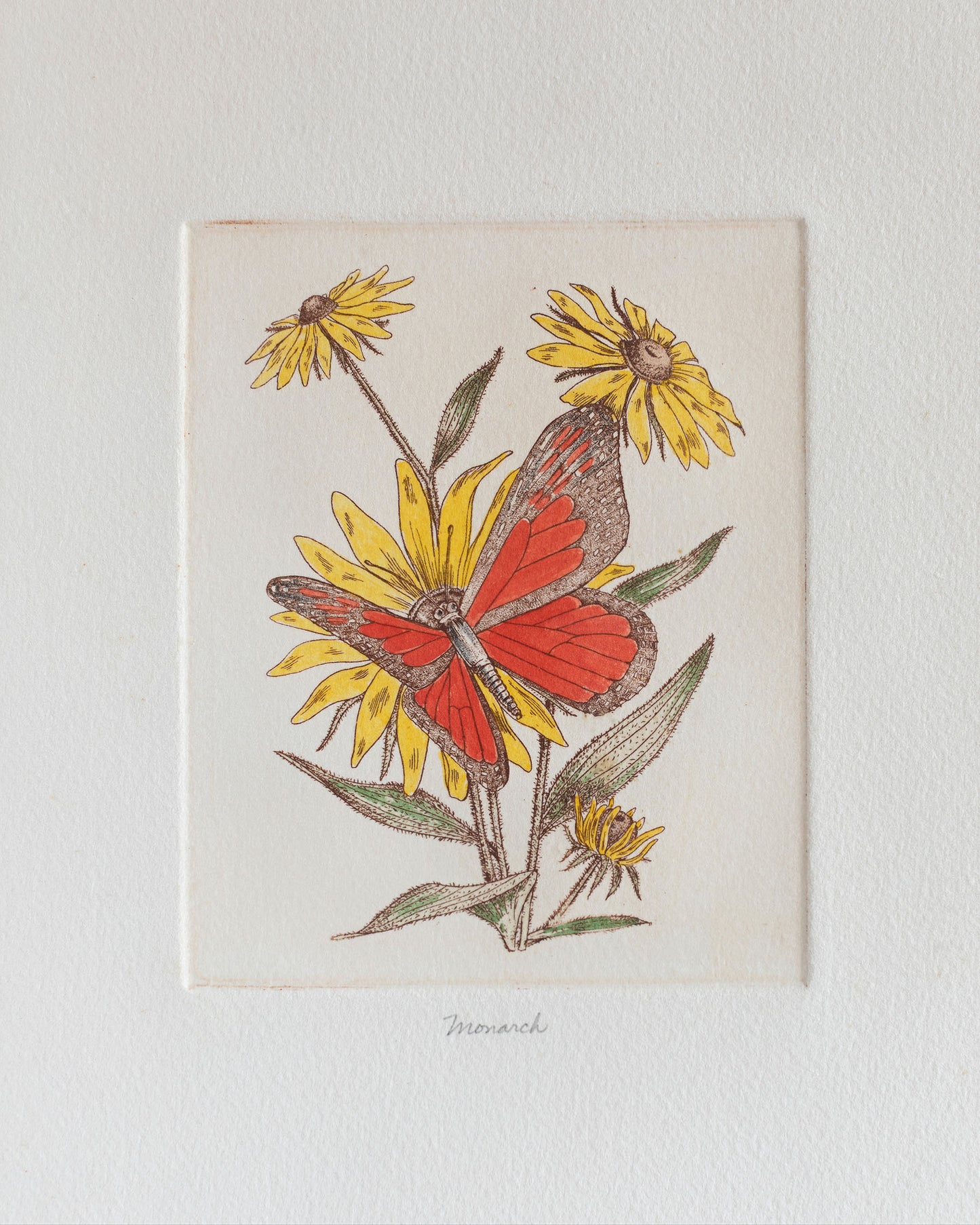 monarch