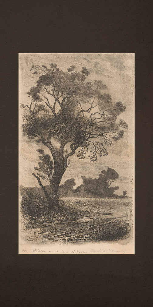 pastoral pear tree