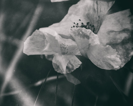 Poppies