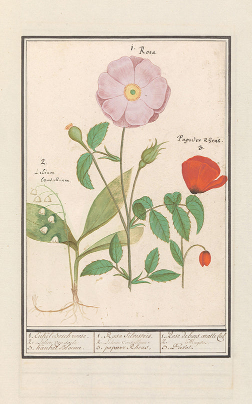 rosie, lily, poppy