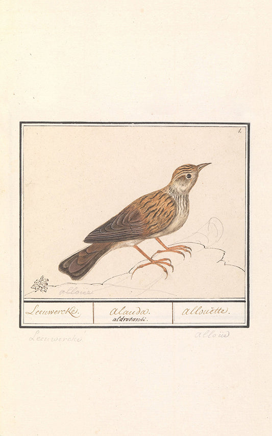 skylark