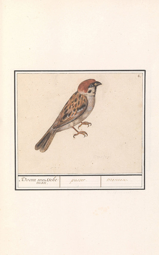 tree sparrow