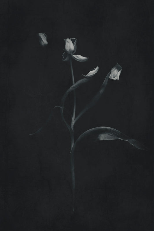 Tulip Stem