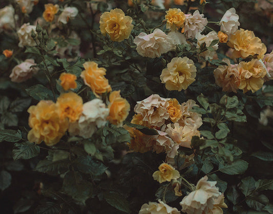 Yellow Tea Rose